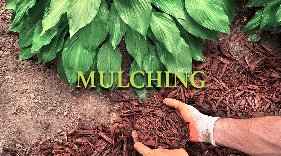 services-mulching Services - Mulching